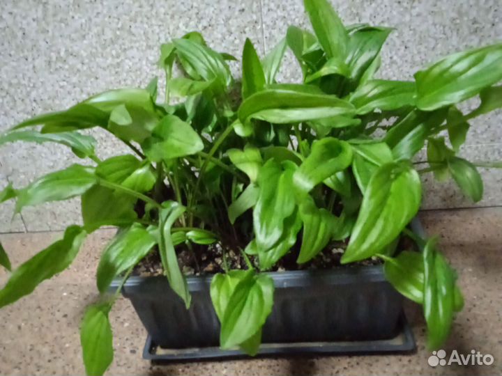 Комнатные растения