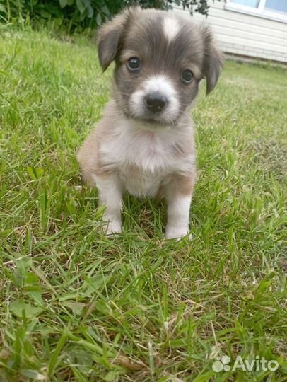 Самый милый щенок, девочка Лялька ищет дом