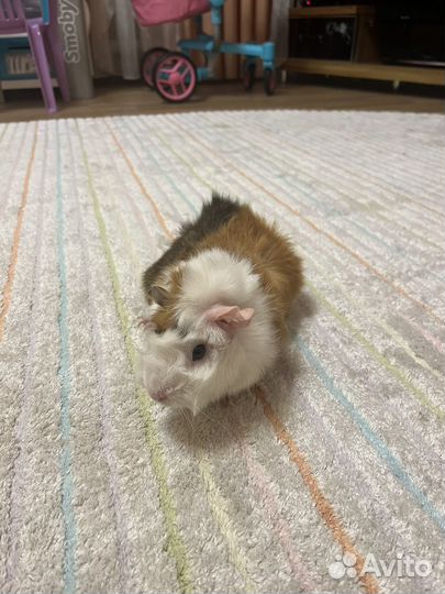 Морские свинки