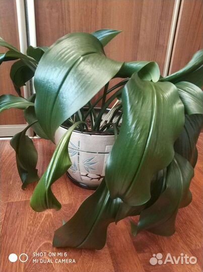 Эухарис - амазонская лилия