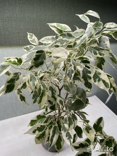 Фикус бенджамина