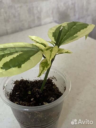 Клеродендрум Томпсона с белой вариегатностью