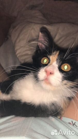 Кошечка 3-4 месяца