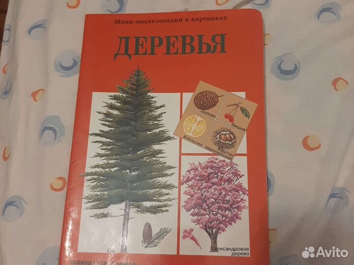 Мини-энциклопедия в картинках