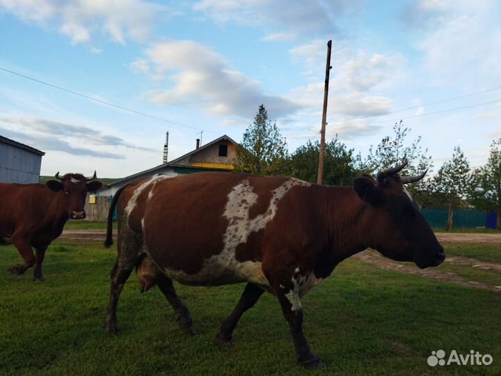 Продаётся корова
