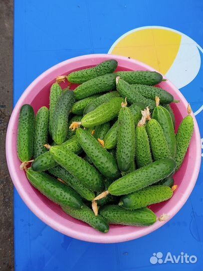 Огурцы домашние
