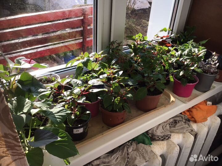 Комнатные цветы