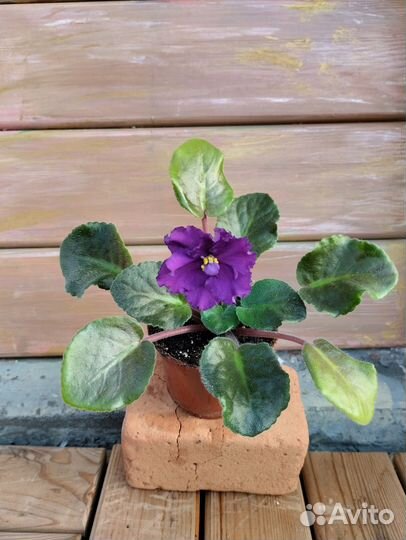 Сортовые фиалки