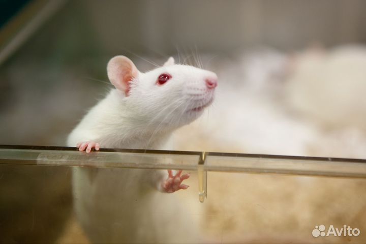 Сверчки,мыши,зофобас