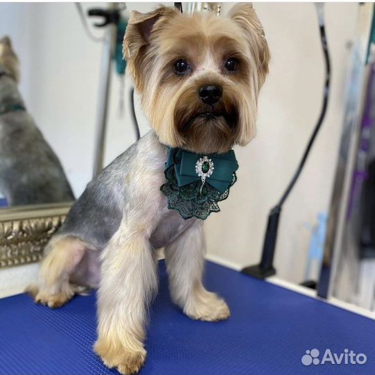 Стрижка кошек и собак