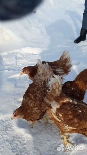 Куры чешский доминант, несутся