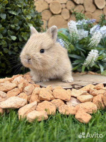 Карликовые декоративнае мини кролики