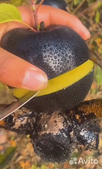 Яблоки редкие сорта. Семена