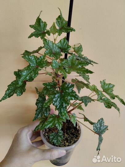 Каудексная бегония Дрега