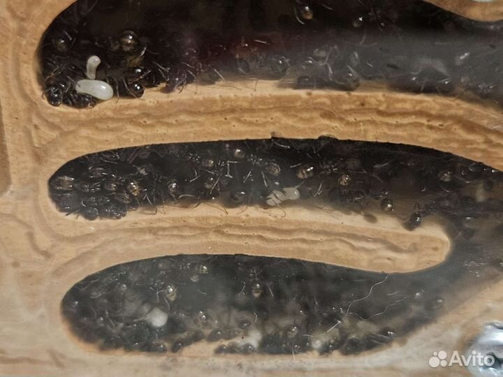 Формикарий муравьиная ферма