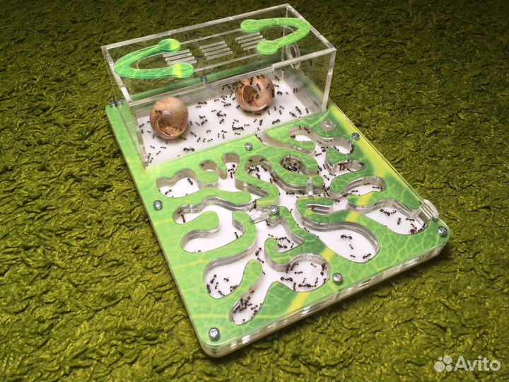 Муравьиная ферма