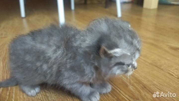 Котёнок девочка 1,5 месяцев