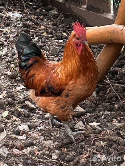 Петух лакеданзи