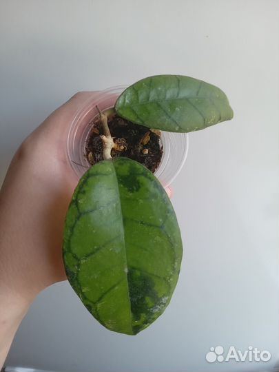 Хойи и дисхидии