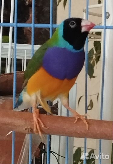 Амадины Гульда