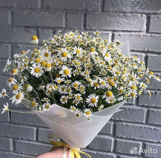 Цветы ромашки