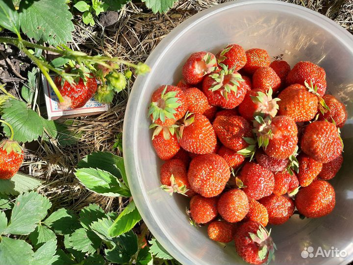 Рассада клубники, сорт Хоней, сильная корневая