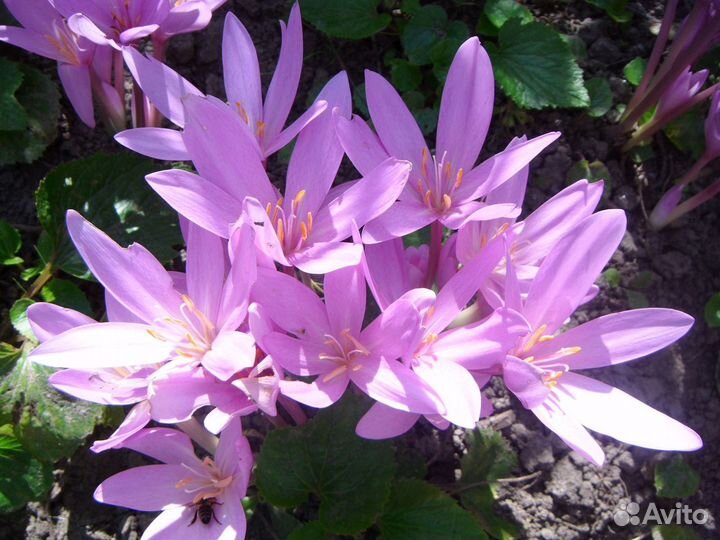 Колхикум осенний Безвременник луковицы