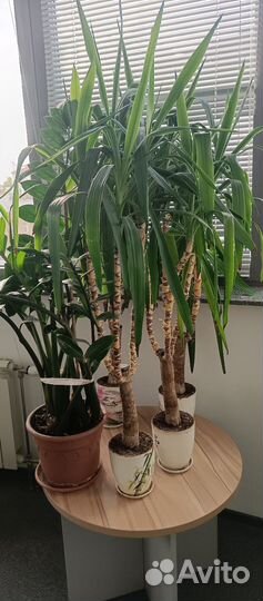 Пальма юкка