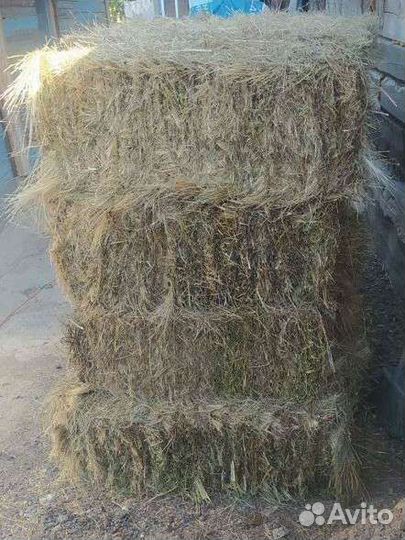 Сено луговое Тюки от 5ти штук