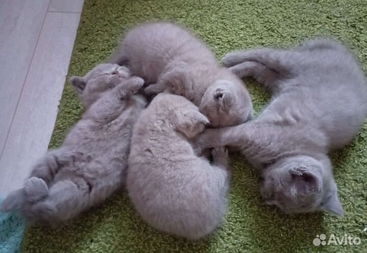 Британские котята