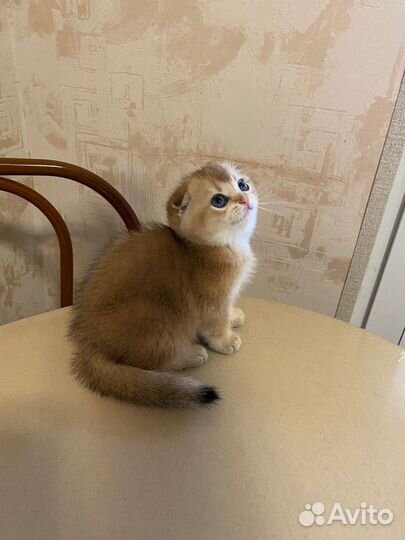 Шотландская вислоухая кошка