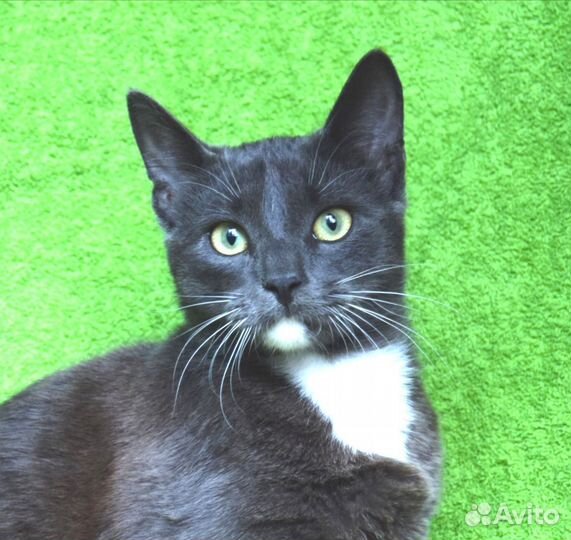 Котик в дар