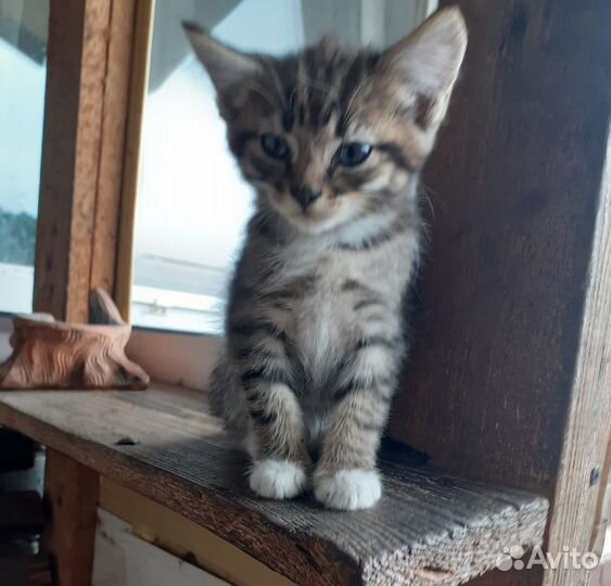 Котята