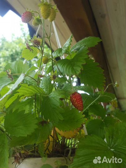 Клубника,земляника