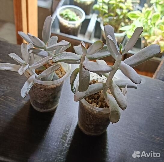 Суккуленты разные виды часть 1