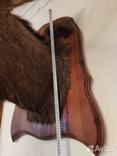 Чучело лося, кабана