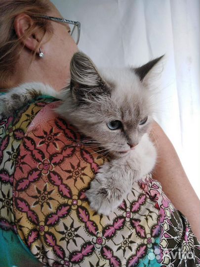 Кошечка Белочка ищет дом