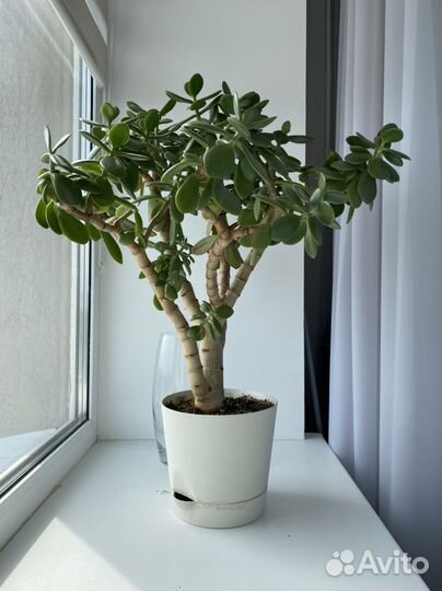 Толстянка денежное дерево