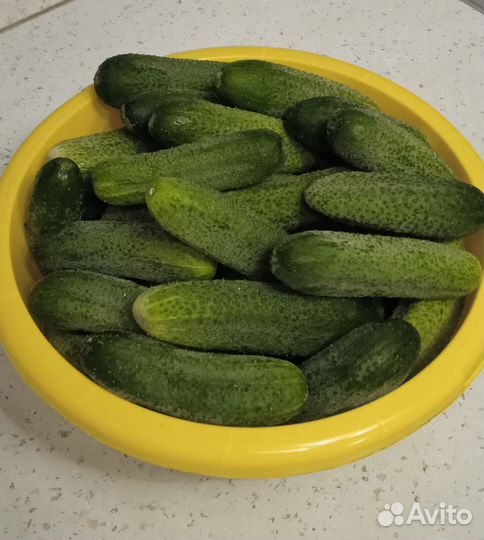 Огурцы свежие