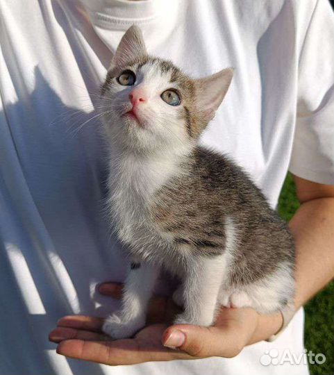 Котята метизы