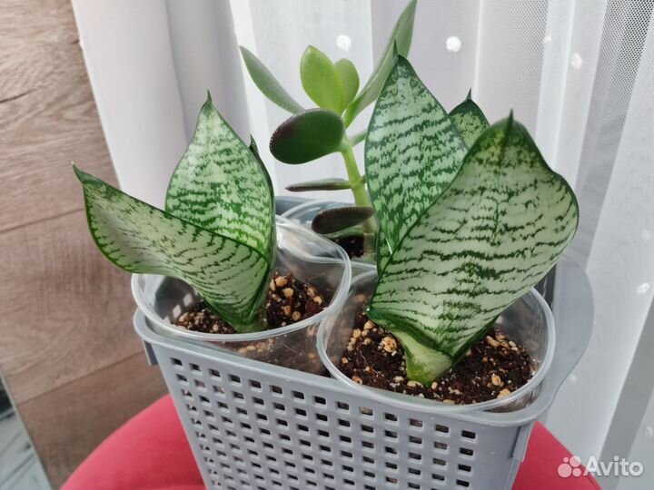 Сансевиерия ханни