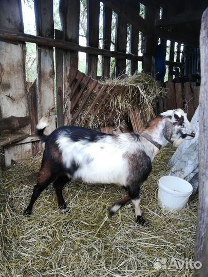Нуб.козёл,козлики