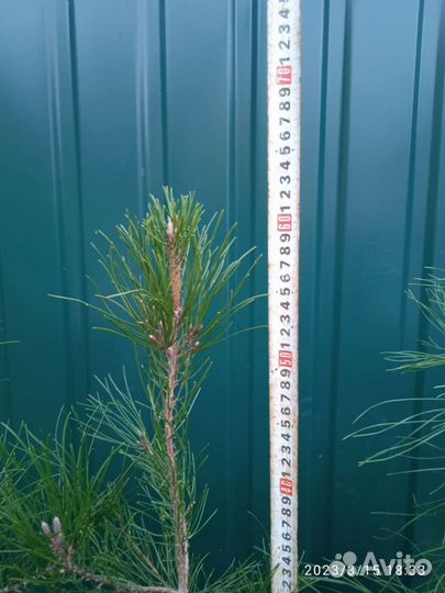 Сосна Станкевича, Судакская