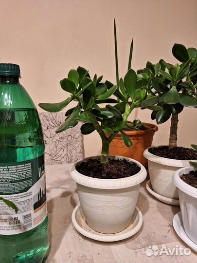 Декабрист и денежное дерево