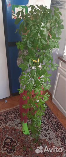 Кливия хоя гиностемма гибискус