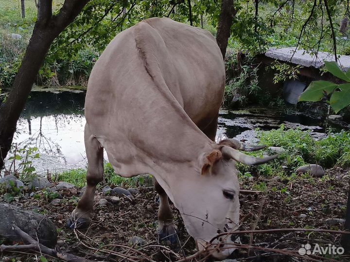 Коровы дойные молочные