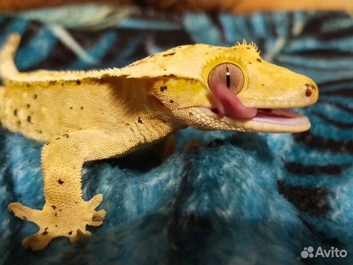 Реснитчатый бананоед (самец); Токи (самочка)