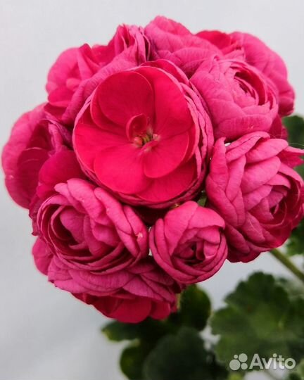 Пеларгония герань сортовая