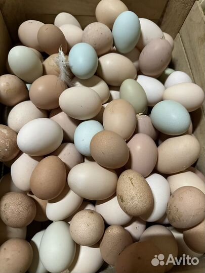 Инкубационное яйцо