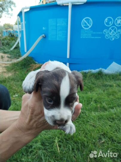 Щенки Русского спаниеля